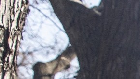 Vitali y Vladimir Klitschko dispuestos a dejar la vida por defender a su país Ucrania de la invasión rusa.