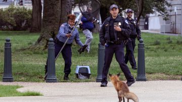 Zorro con rabia ataca a nueve funcionarios afuera del Capitolio; autoridades buscan a las víctimas