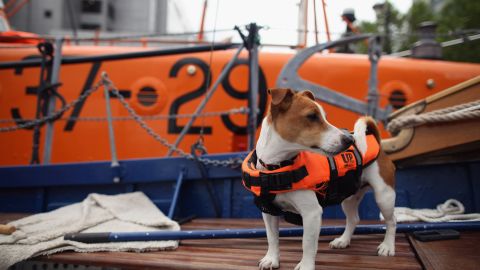 VIDEO: “Patron”, el héroe canino que salva vidas al buscar explosivos en Ucrania