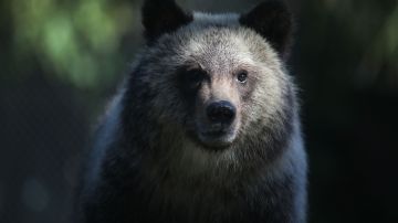 WEST PALM BEACH, FL - DECEMBER 17: Grizzly bear cub named Juneau stands during her first day out in the public at the Palm Beach Zoo on December 17, 2015 in West Palm Beach, Florida. The Zoo will host two-orphaned female grizzly bear cubs until their new permanent home in a South Dakota zoo is completed. (Photo by Joe Raedle/Getty Images)