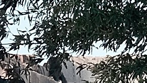 Investigan extraña muerte de podador de árboles en CA, tras quedar colgado a 50 pies de altura