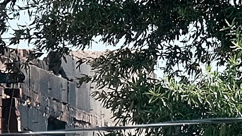 Investigan extraña muerte de podador de árboles en CA, tras quedar colgado a 50 pies de altura