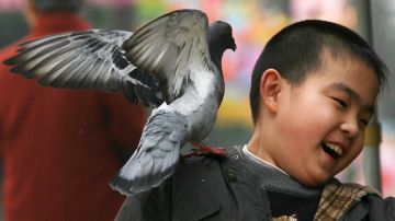 ¿Volvemos a empezar? China reporta primer caso de gripe aviar H3N8 en niño de 4 años