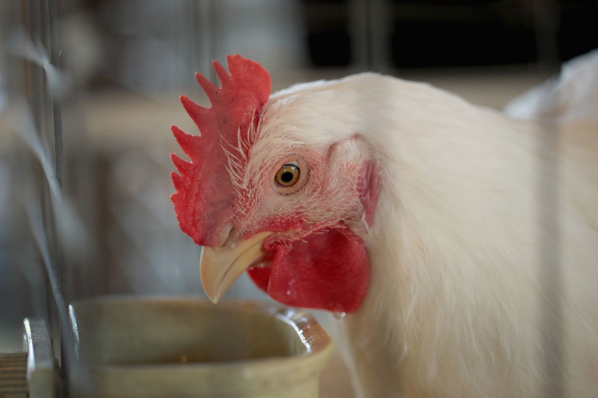 La la gripe aviar H5N1 no es un gran riesgo para los humanos, según autoridades de salud.