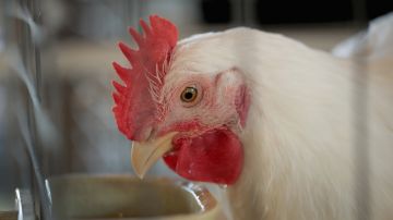 La la gripe aviar H5N1 no es un gran riesgo para los humanos.