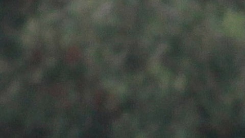Mauricio Lozano estuvo en las inferiores de Pumas de la UNAM.