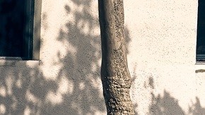 Lexus NX 350 F Sport 2022