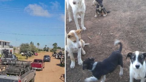 Mujer arriesga su vida para salvar a mascotas abandonadas por la violencia del narco.