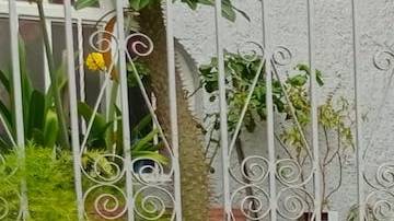 Mujer sale a recibir ramo de flores y es baleada en Jalisco, México.