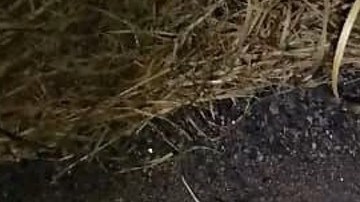 Narcos dejan a dos rivales colgando de un puente en la frontera.