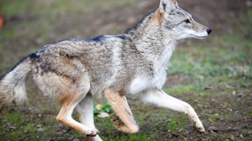 Niña gravemente herida por un ataque de coyote en playa de California