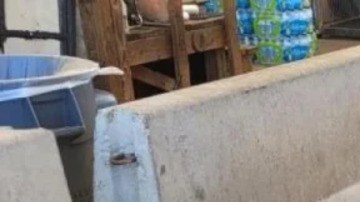 Oficial canino de patrulla fronteriza encuentra suficiente fentanilo para matar a 2.7 millones de personas en Arizona