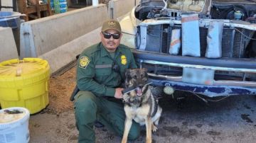 Oficial canino de patrulla fronteriza encuentra suficiente fentanilo para matar a 2.7 millones de personas en Arizona