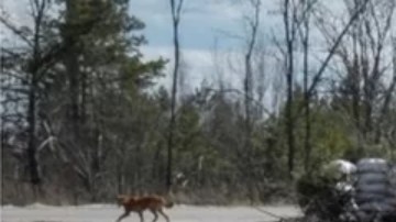 Soldados rusos expuestos a radiación en Chernóbil