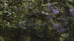 Habitantes de la Ciudad de México despiden a emblemática palmera de Paseo de la Reforma