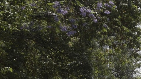 Habitantes de la Ciudad de México despiden a emblemática palmera de Paseo de la Reforma