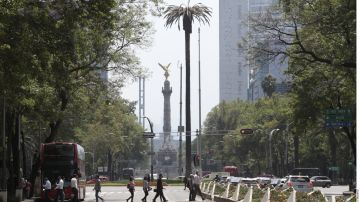 Habitantes de la Ciudad de México despiden a emblemática palmera de Paseo de la Reforma