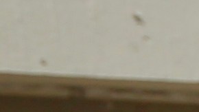 Macabro hallazgo en México, encuentran 20 bolsas con restos humanos en territorio de “El Mencho” y su CJNG