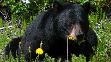 oso negro Florida