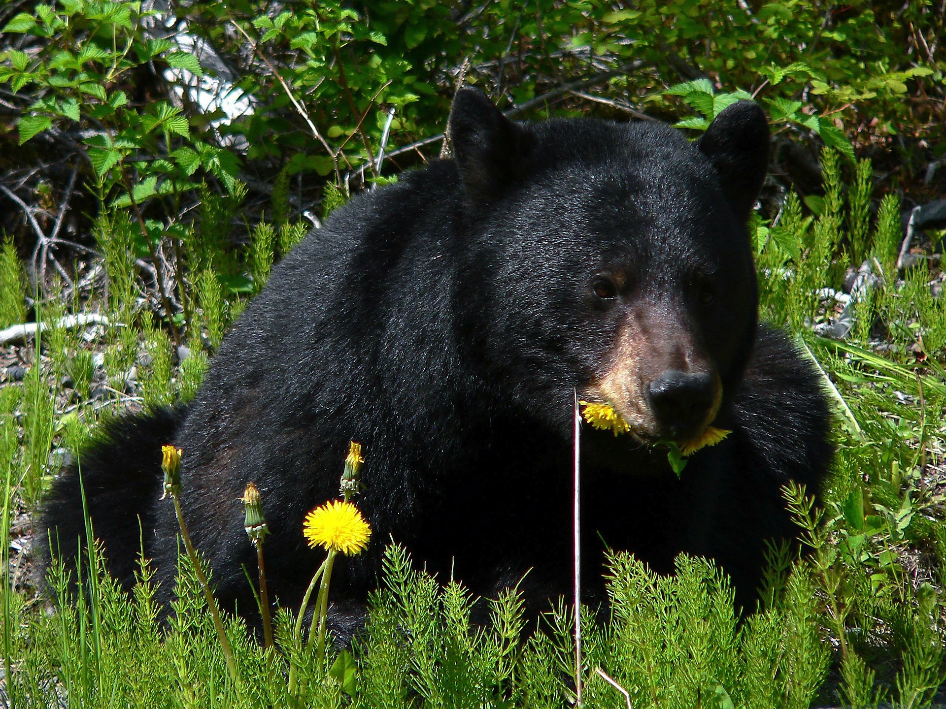 Pasa la cuarentena con un oso o tigre en casa gracias a Google