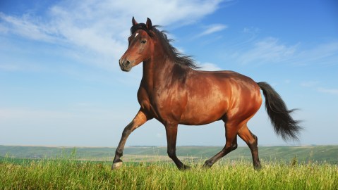 Los caballos representan libertad y deseos en los sueños.