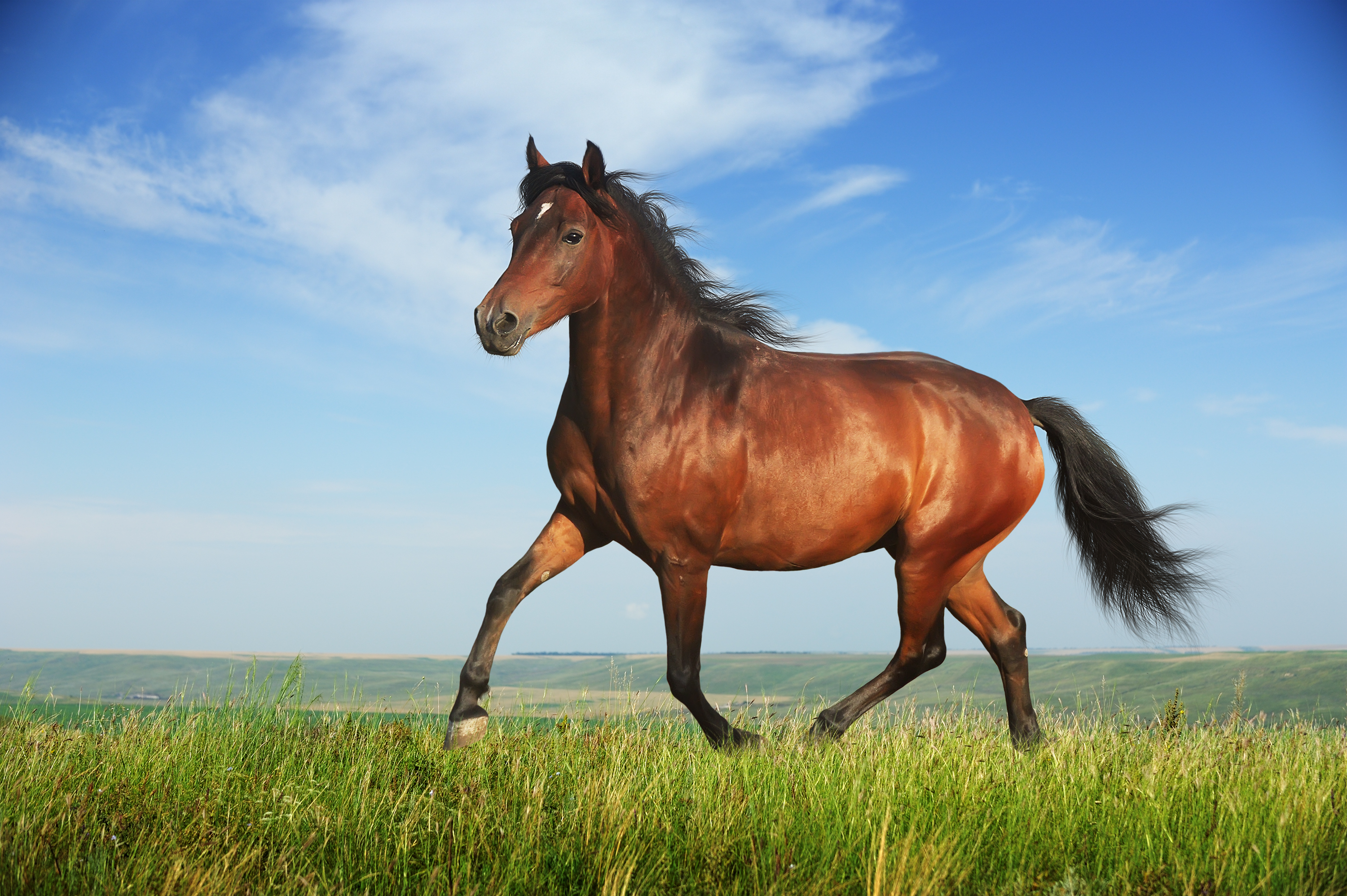 Soñar con caballos: necesidad de independencia, deseo, miedo y más  significados - La Opinión