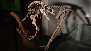 A subasta el esqueleto que inspiró al icónico dinosaurio de la película Jurassic Park