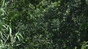 Almendarez era veterano de 23 años de servicio en la oficinal del alguacil que hace poco fue asignado a la división de robo de vehículos.