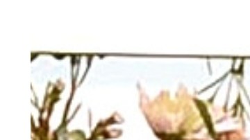 Kylie Jenner y Blac Chyna