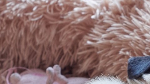Cuánto cuesta tener una mascota: una encuesta revela que puede gastar casi $3,500 al año