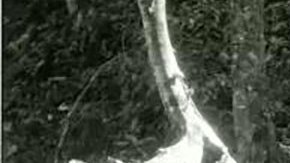 Tatiana Proskouriakoff, la “admirable” arqueóloga rusa que revolucionó la interpretación de los jeroglíficos mayas