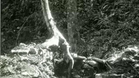 Tatiana Proskouriakoff, la “admirable” arqueóloga rusa que revolucionó la interpretación de los jeroglíficos mayas
