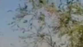 Hallan 17 cuerpos que serían de los Pájaros Sierra, rivales del CJNG, en Michoacán.