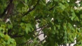 Agresor de Buffalo adelantó desde junio que quería provocar una masacre y la policía sabía de la amenaza