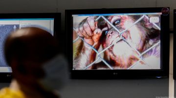 ONU advierte sobre ola de racismo y homofobia ante propagación de la viruela del mono