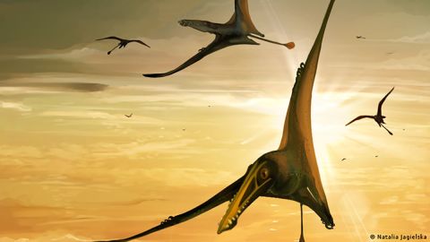 Hallan los restos del "dragón de la muerte", el mayor reptil volador de Sudamérica