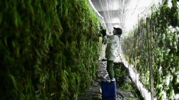 Presidente argentino promulga ley que regula industria del cannabis medicinal