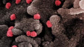 Nuevo estudio revela que el cambio climático podría desencadenar la próxima pandemia