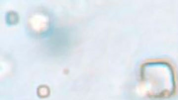 Científicos encuentran organismos potencialmente vivos de 830 millones de años