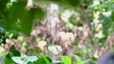 Miles de grabaciones de chimpancés revelan "lenguaje" oculto con vocalizaciones complejas