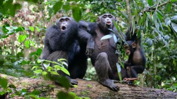 Miles de grabaciones de chimpancés revelan "lenguaje" oculto con vocalizaciones complejas