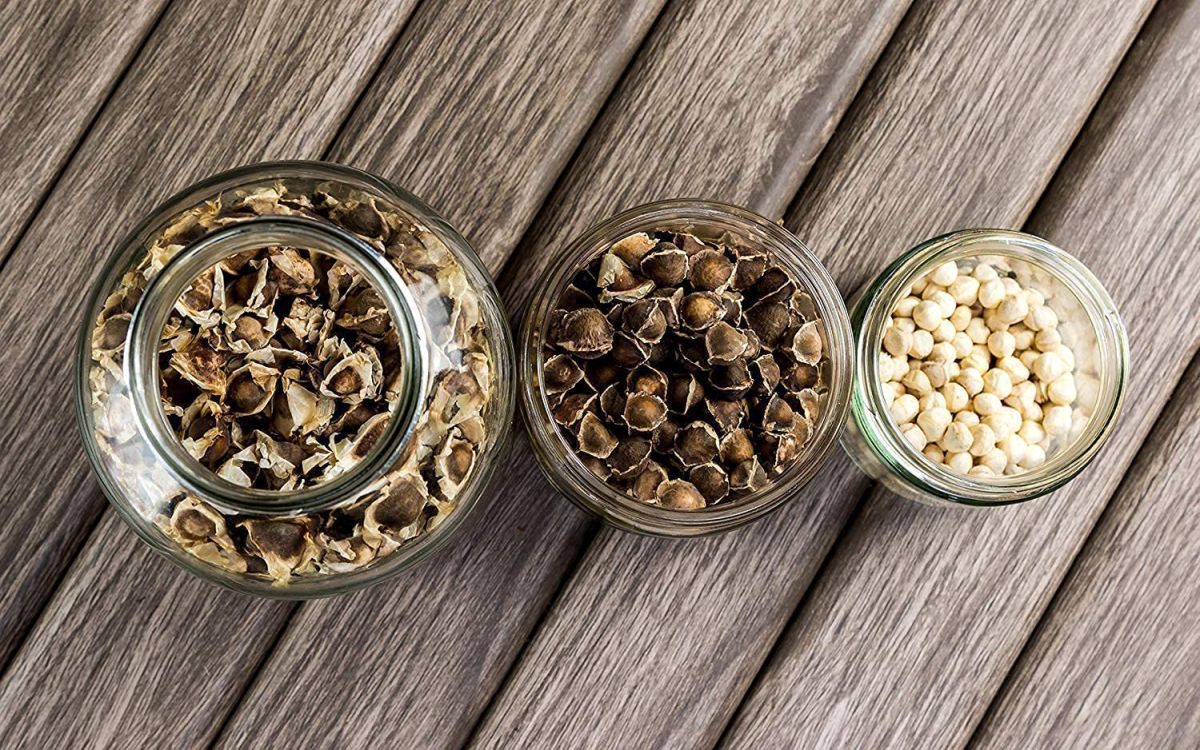 Las semillas de moringa tienen propiedades que ayudan a bajar de peso