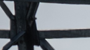 Audio revela las últimas palabras de la agente carcelaria Vicky White a su amante prófugo antes de suicidarse