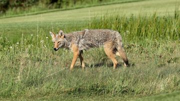 Coyote ataca y hiere gravemente a un niño de Texas en el porche delantero