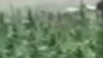 Ejército destruye sembradíos del CJNG.