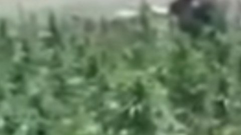 Ejército destruye sembradíos del CJNG.