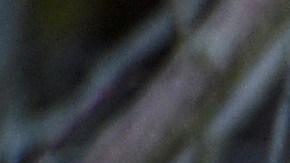 A coyote stands in the animal park of Sainte-Croix on November 22, 2018, in Rhodes, eastern France, as six specimen are recently welcomed for the first time. (Photo by JEAN-CHRISTOPHE VERHAEGEN / AFP) (Photo credit should read JEAN-CHRISTOPHE VERHAEGEN/AFP via Getty Images)