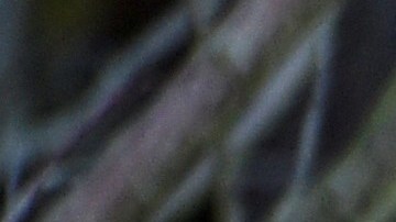 A coyote stands in the animal park of Sainte-Croix on November 22, 2018, in Rhodes, eastern France, as six specimen are recently welcomed for the first time. (Photo by JEAN-CHRISTOPHE VERHAEGEN / AFP) (Photo credit should read JEAN-CHRISTOPHE VERHAEGEN/AFP via Getty Images)