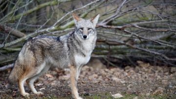 A coyote stands in the animal park of Sainte-Croix on November 22, 2018, in Rhodes, eastern France, as six specimen are recently welcomed for the first time. (Photo by JEAN-CHRISTOPHE VERHAEGEN / AFP) (Photo credit should read JEAN-CHRISTOPHE VERHAEGEN/AFP via Getty Images)