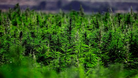 This picture taken on July 29, 2020 shows a view of cannabis plants in the village of Yamouneh in eastern Lebanon's Bekaa Valley. (Photo by JOSEPH EID / AFP) (Photo by JOSEPH EID/AFP via Getty Images)
